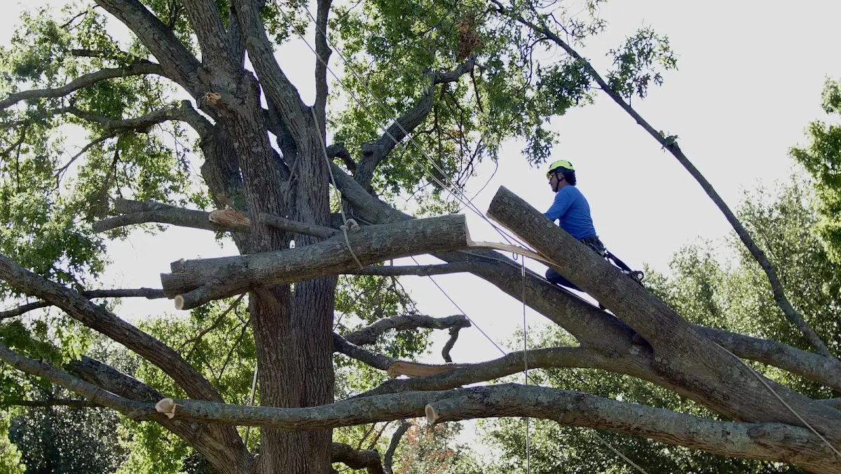 Professional Hazardous Tree Removal performed by certified arborists in Atlas