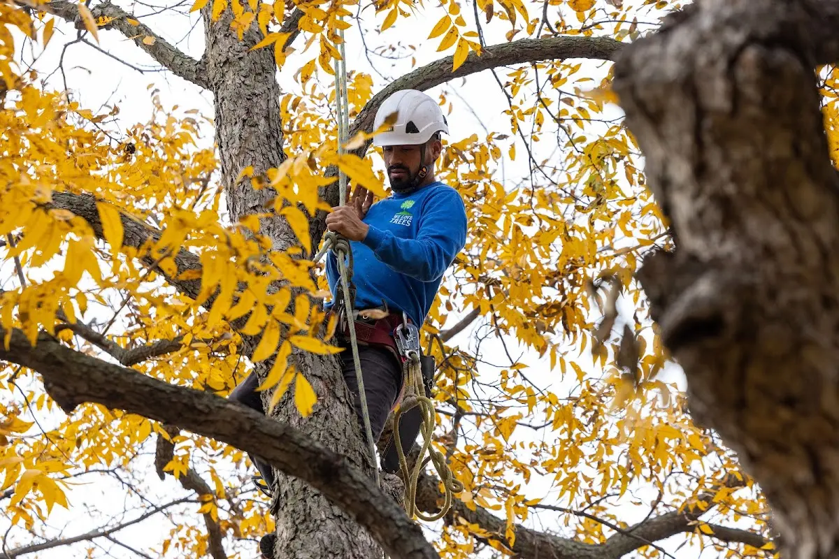 Skilled Tree Pruning crew working in Atlas