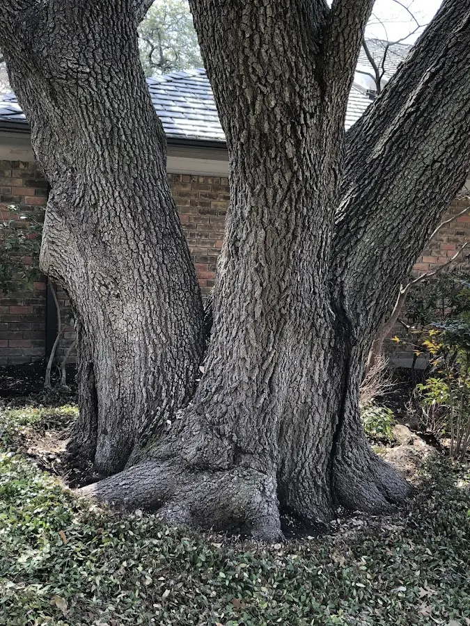 Mature heritage tree close to a Atlas property cared for by certified arborists